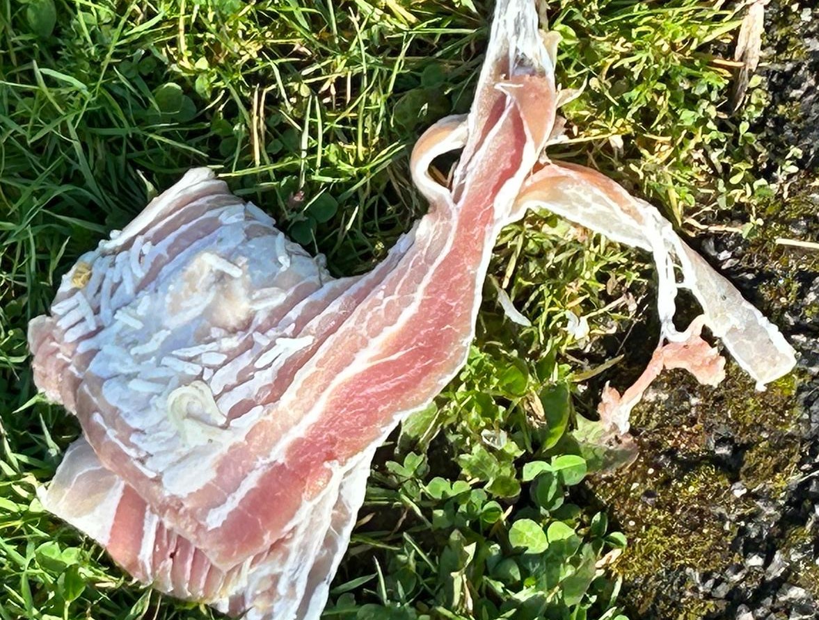 Dumped bacon in Baylis Park