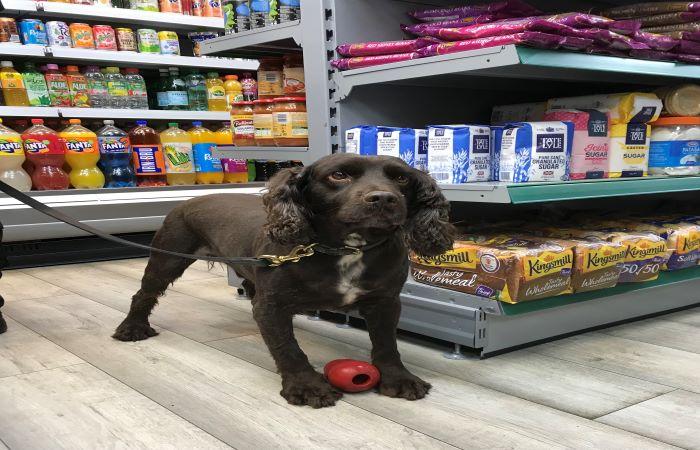 Spaniel dog inside a shop