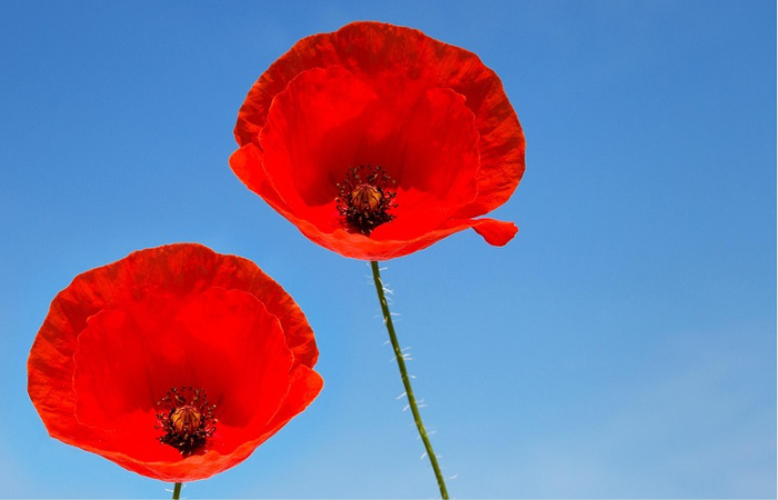 Two poppies against a blue sky
