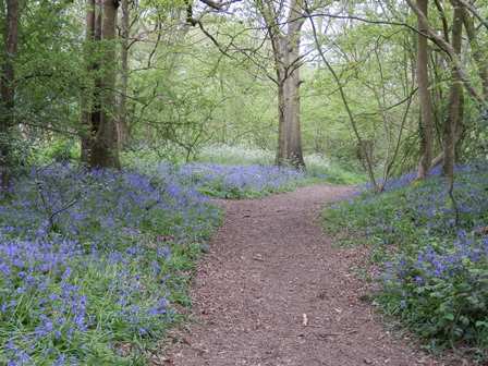 Cocksherd wood