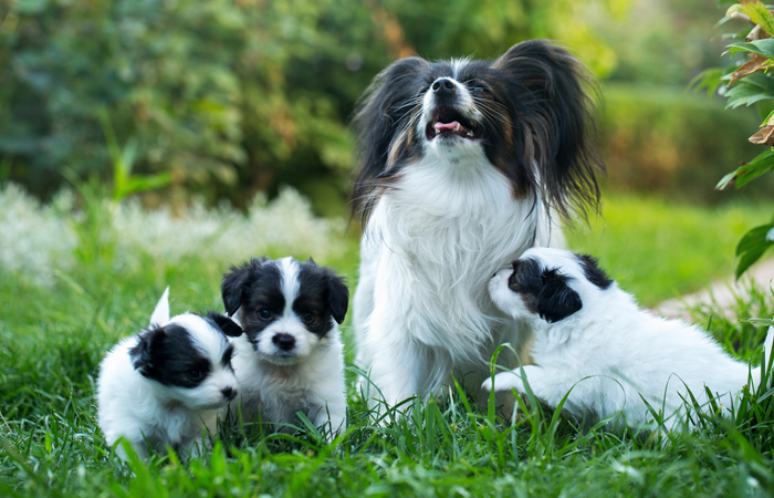 papillon puppies and dog