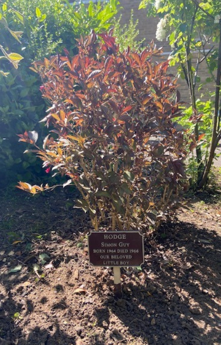 Shrub and plaque example