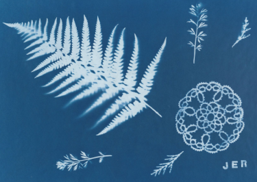 Image of Herbal cyanotype JER landscape