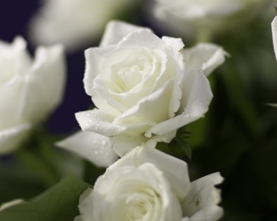 White roses on purple